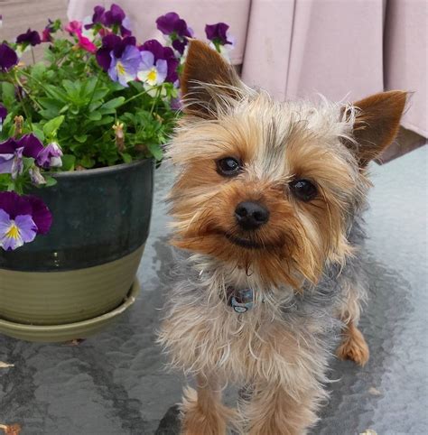 miniature yorkie for adoption|yorkie adoption rescue near me.